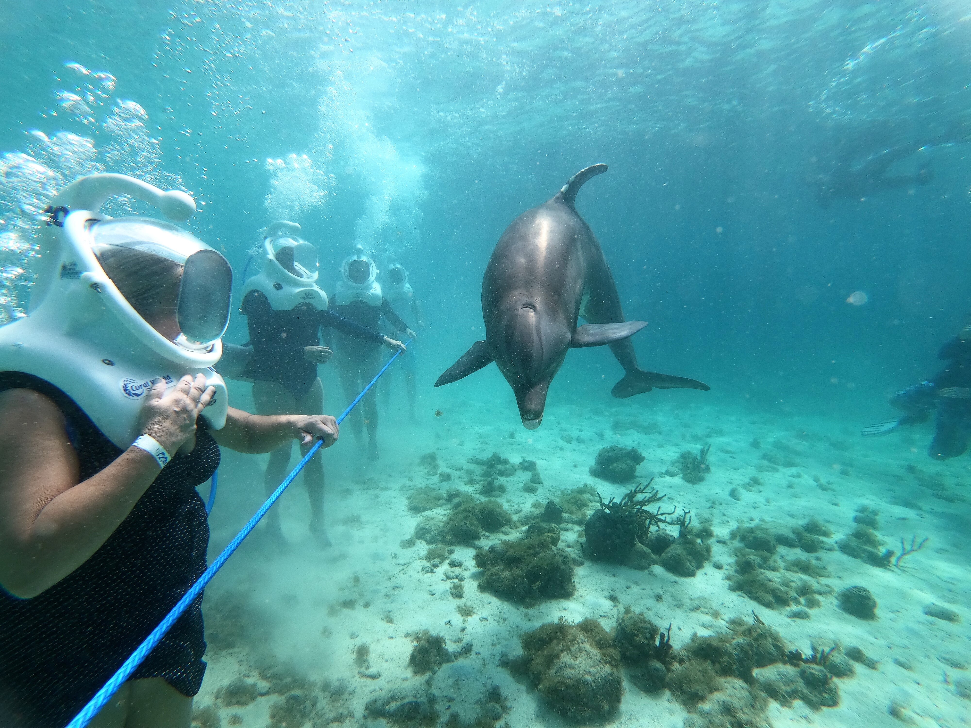 coral world sea trek