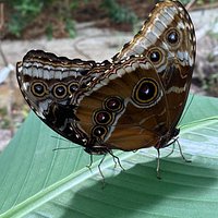 Butterfly Gardens @ Middleton Common Farm