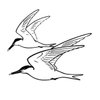 Sandwich Bay Bird Observatory Trust