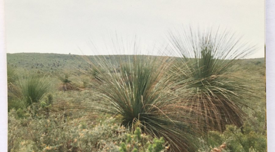  Pinanacles Desert