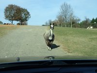 Skip the Line: Roer's Zoofari Admission Package Ticket ...