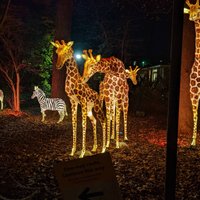 2023 Bronx Zoo Holiday Lights Admission Ticket - Reserve Now