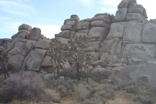 Joshua Tree National Park review images