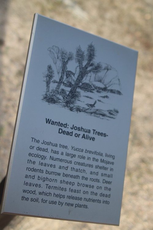 Joshua Tree National Park review images