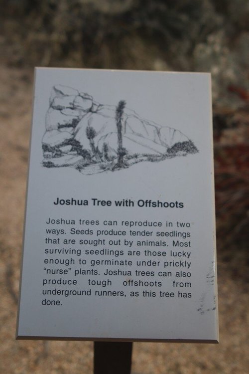 Joshua Tree National Park review images