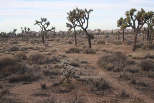 Joshua Tree National Park review images