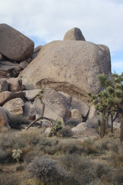 Joshua Tree National Park review images