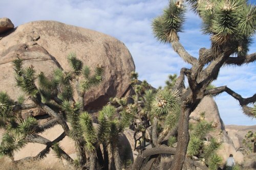 Joshua Tree National Park review images