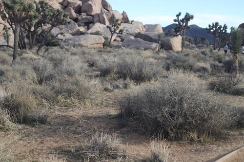 Joshua Tree National Park review images