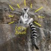 Life is A Beach