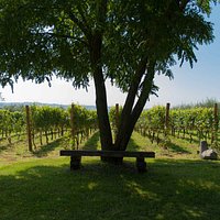 La vigna Astroni è situata a ridosso del cratere omonimo, a confine con il muro di cinta borbonico settecentesco fatto realizzare da Carlo di Borbone a difesa della sua riserva di caccia personale, oggi riserva naturale gestita dal WWF.
Il vigneto si estende per circa due ettari ed è parte della tenuta che comprende anche la cantina e gli uffici di Cantine Astroni.