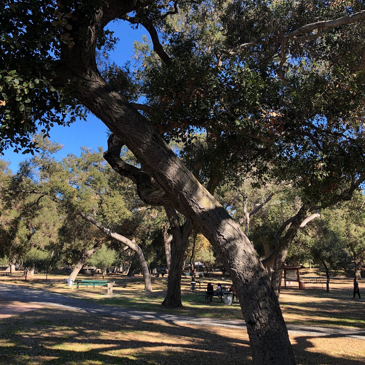 Gambolin' Man: LIVE OAK PARK: Meditative Strolling & Reflective Lolling in  the Wild (& Urban) Environs of Berkeley's First Nature Park