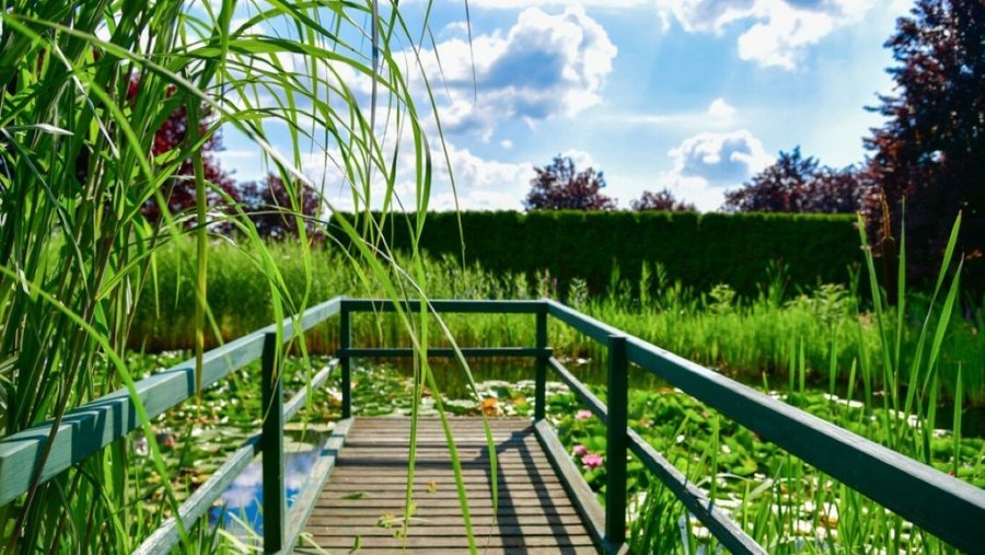 Seerosenteich