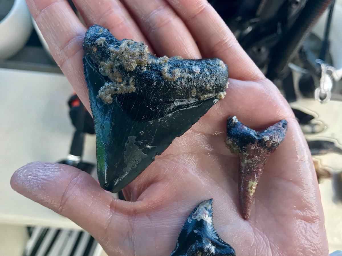 Venice Dive Center (Nokomis) - All You Need to Know BEFORE You Go