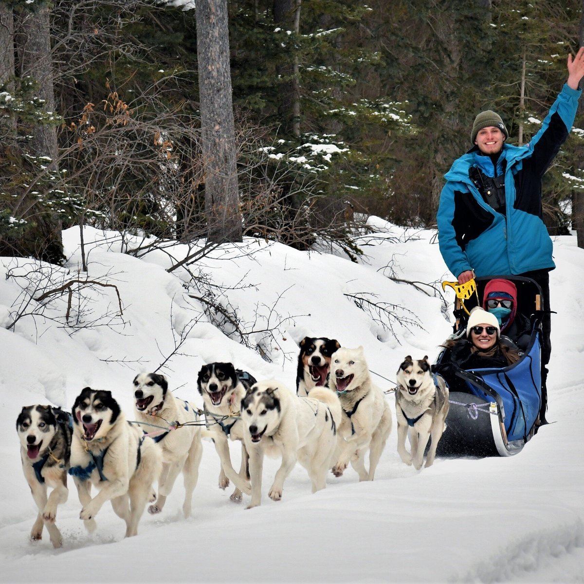 are sled dogs treated fairly