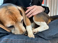 21年 Dog Heart From アクアマリン 行く前に 見どころをチェック トリップアドバイザー 21年 Dog Heart From アクアマリン 行く前に 見どころをチェック トリップアドバイザー