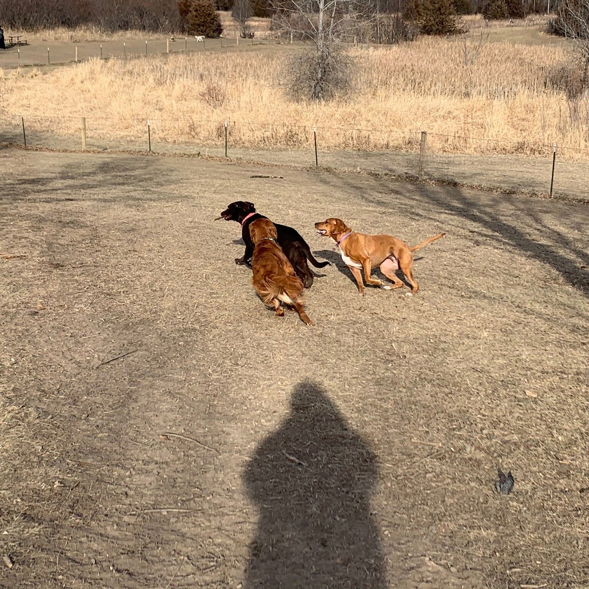 why do dogs chase their shadow