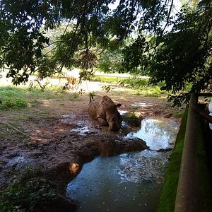 Park Shoebill Entebbe 21 All You Need To Know Before You Go Tours Tickets With Photos Tripadvisor Park Shoebill Entebbe 21 All You Need To Know Before You Go Tours Tickets With Photos Tripadvisor