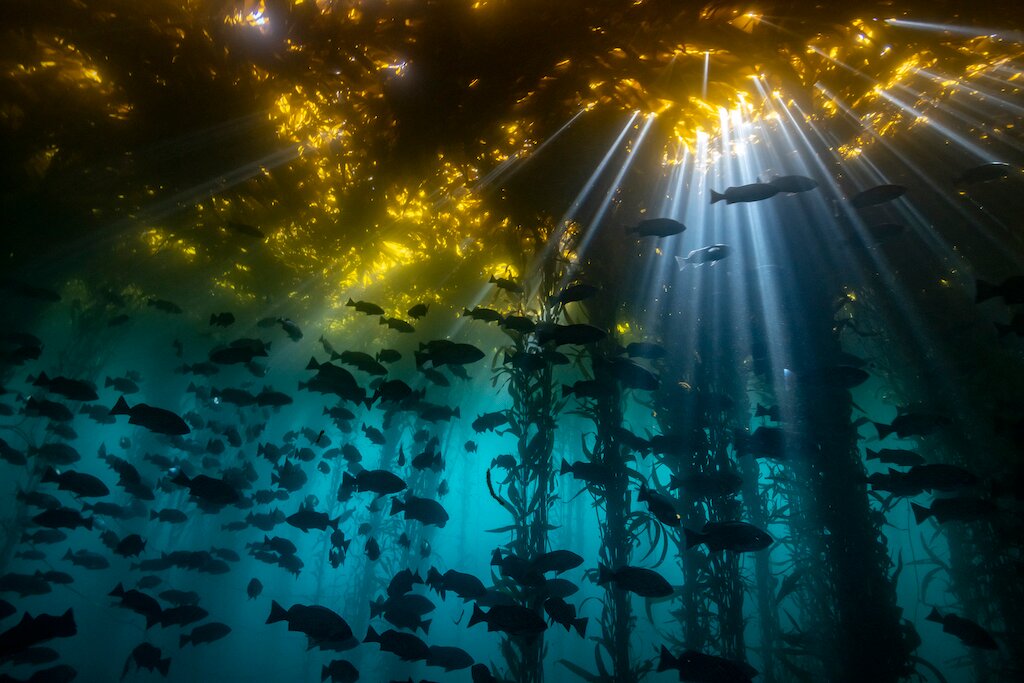 Monterey Bay National Marine Sanctuary Monterey County Lohnt Es Sich   Giant Kelp Forests And 