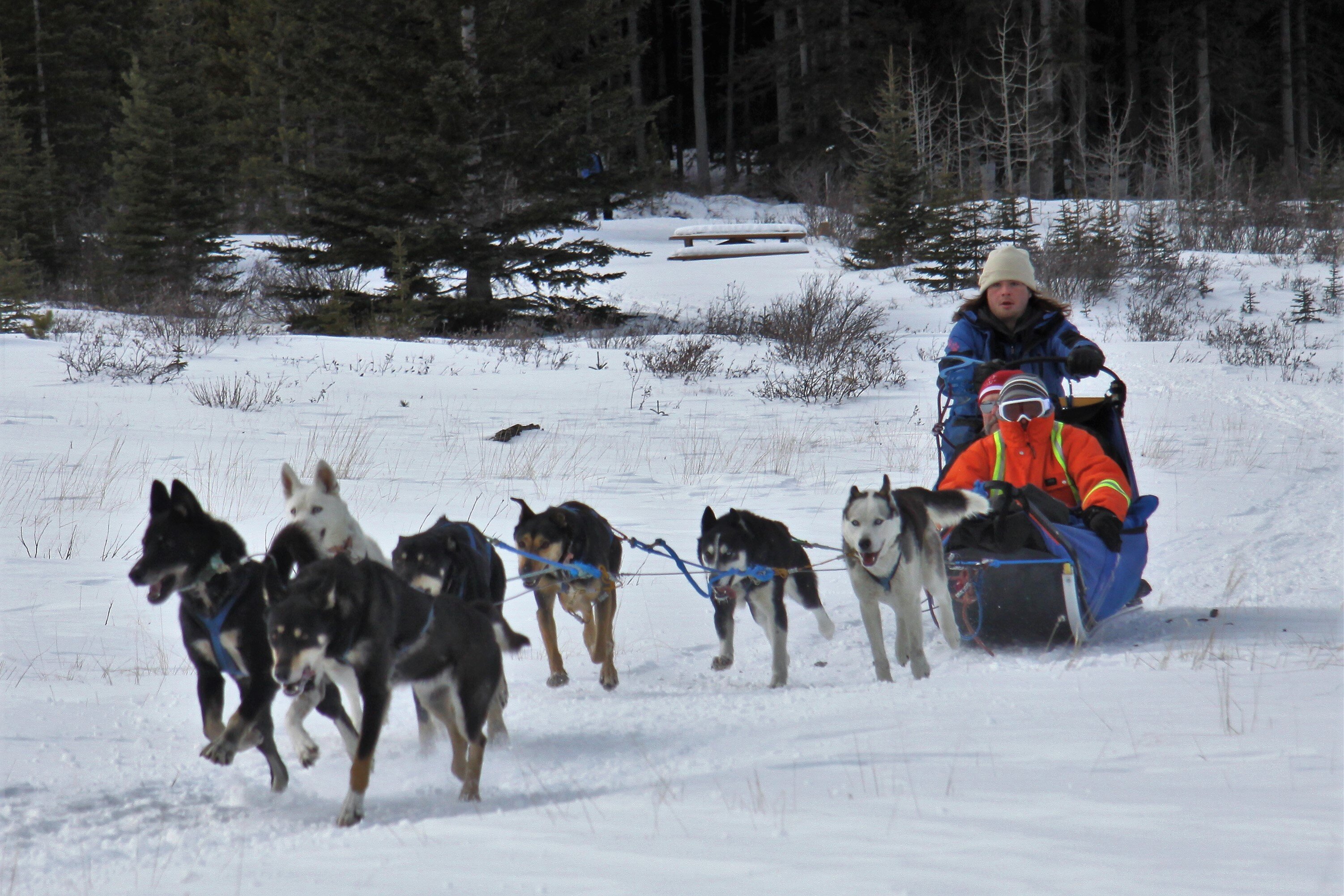 Howling husky sale sled tours