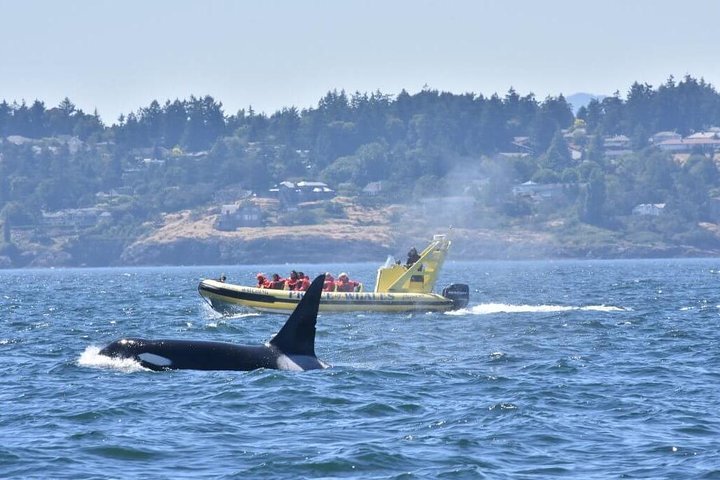 Alaska Whale Watching Cruise: What to Expect | NCL Travel Blog