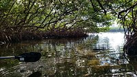 Mangrove Forest Kayaking Trip