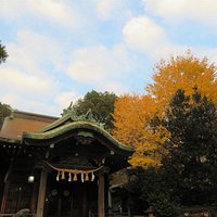 境内のイチョウが綺麗です。