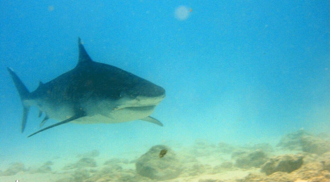 FUVAHMULAH TIGER SHARK DIVE - All You Need to Know BEFORE You Go