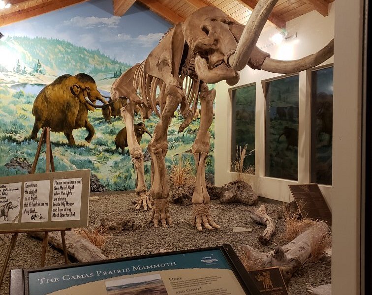 Columbian Mammoth Exhibit image