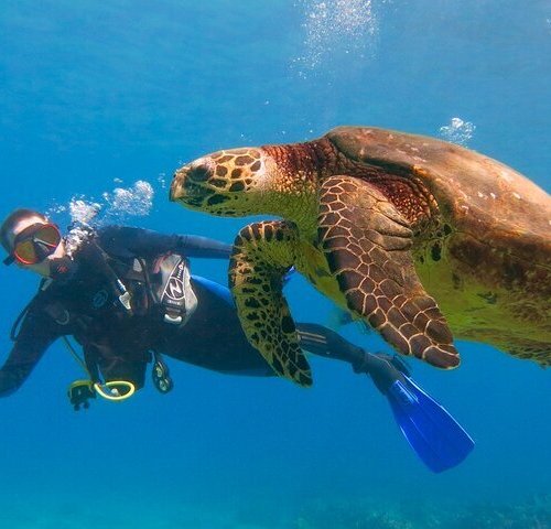 2023 Molokini and Turtle Town Snorkeling Adventure Aboard the Malolo