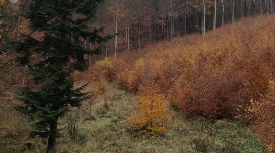Nádherná okolní příroda