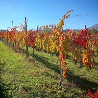 Momenti di Vendemmia