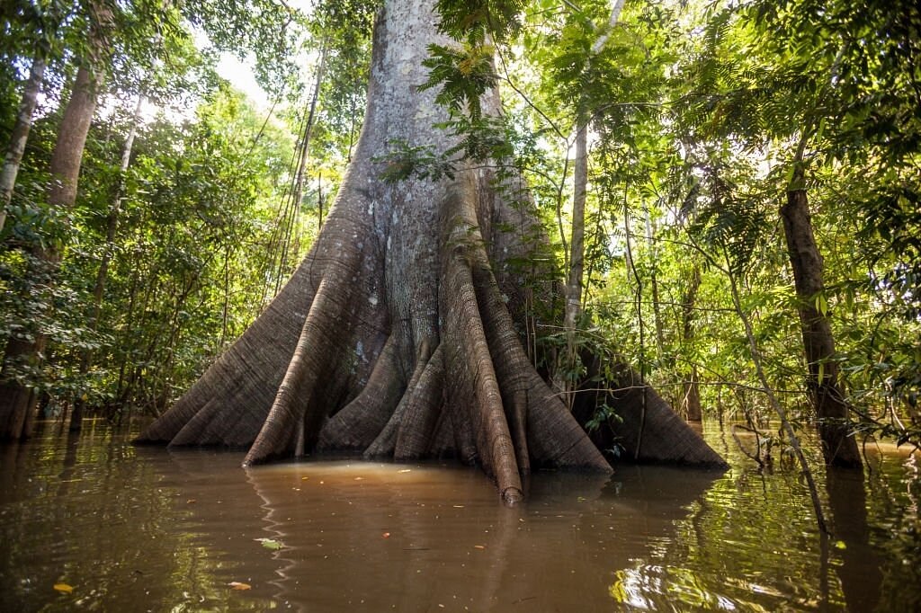 yakumama amazon tours iquitos