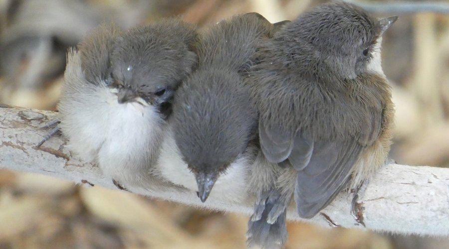 Baby Blue wrens at Maleeya's Studio