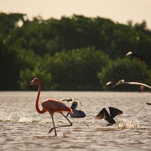 Flamingo Rosado del Caribe, residente de los humedales de Sisal