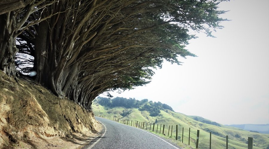Otago Peninsula