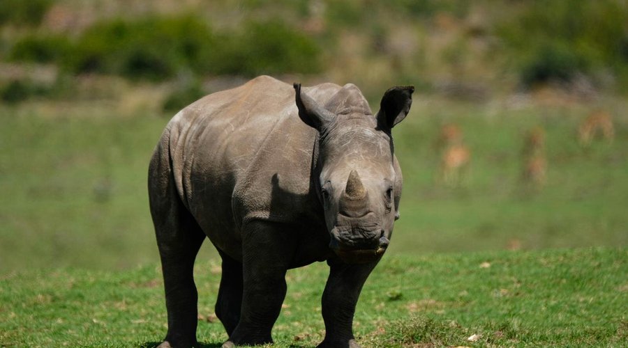 Rhino