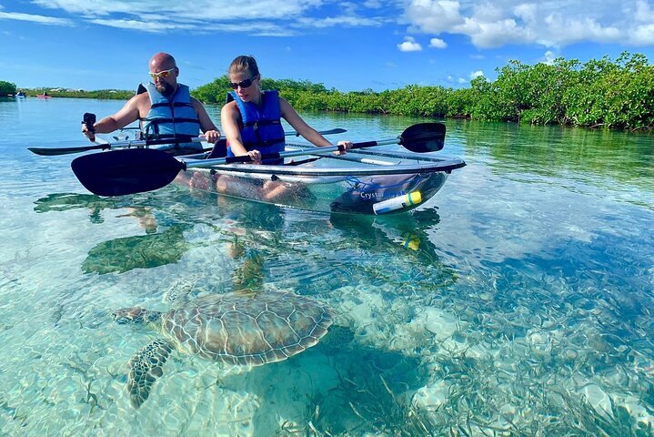 2024 Mangrove Clear Kayak Tour Provided By Island Adventure TCI   Caption 