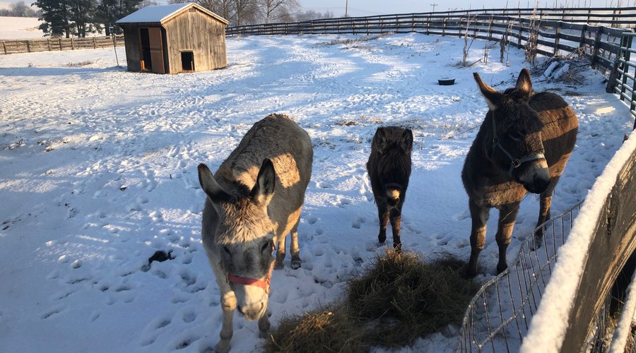 The donkeys (Angel, Percy Shelley, and Jane Austen) get some hay in the snow