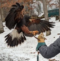 The Greenbrier Falconry - All You Need to Know BEFORE You Go (2024)