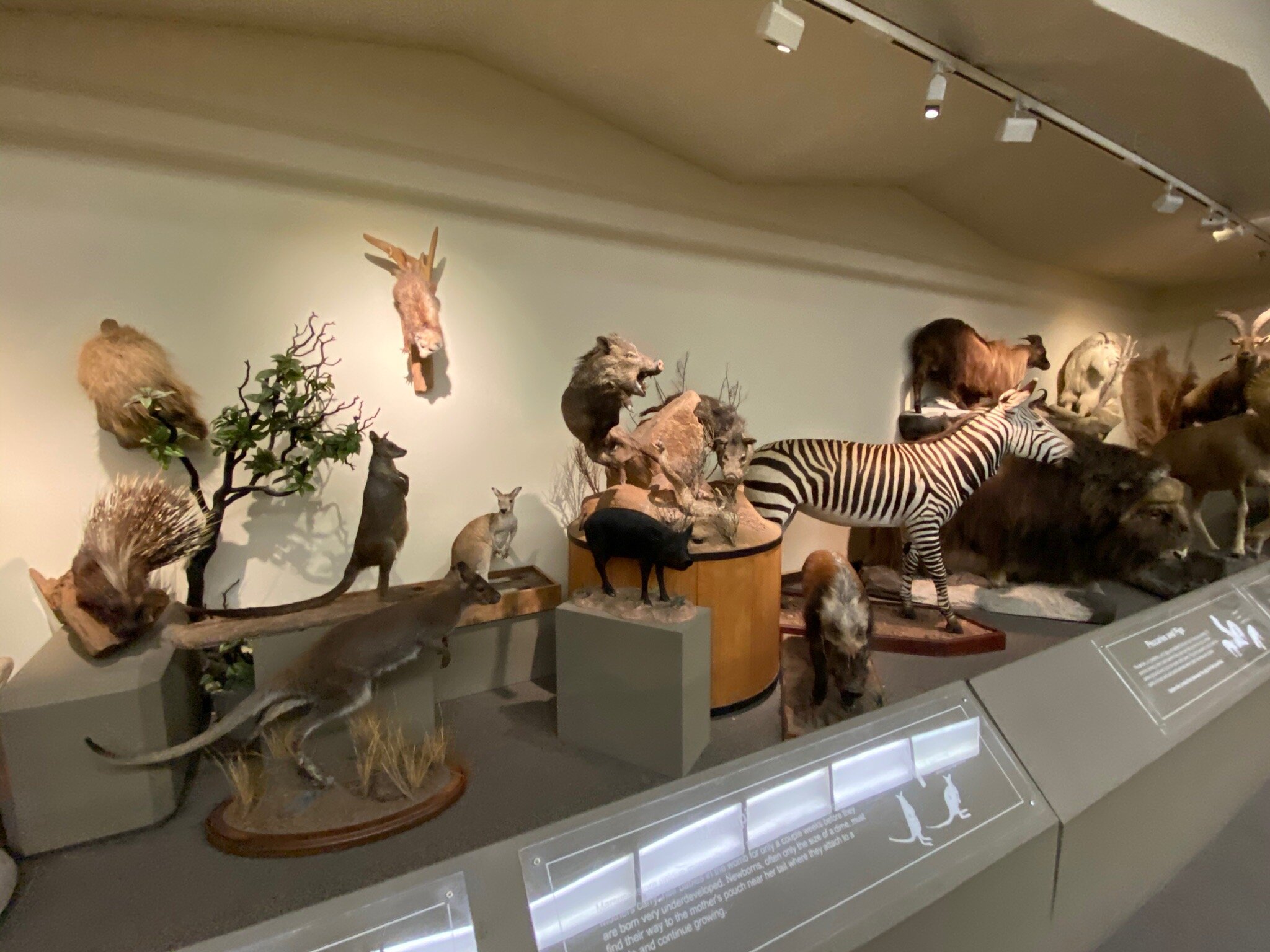 Las Vegas Natural History Museum: All You Need To Know