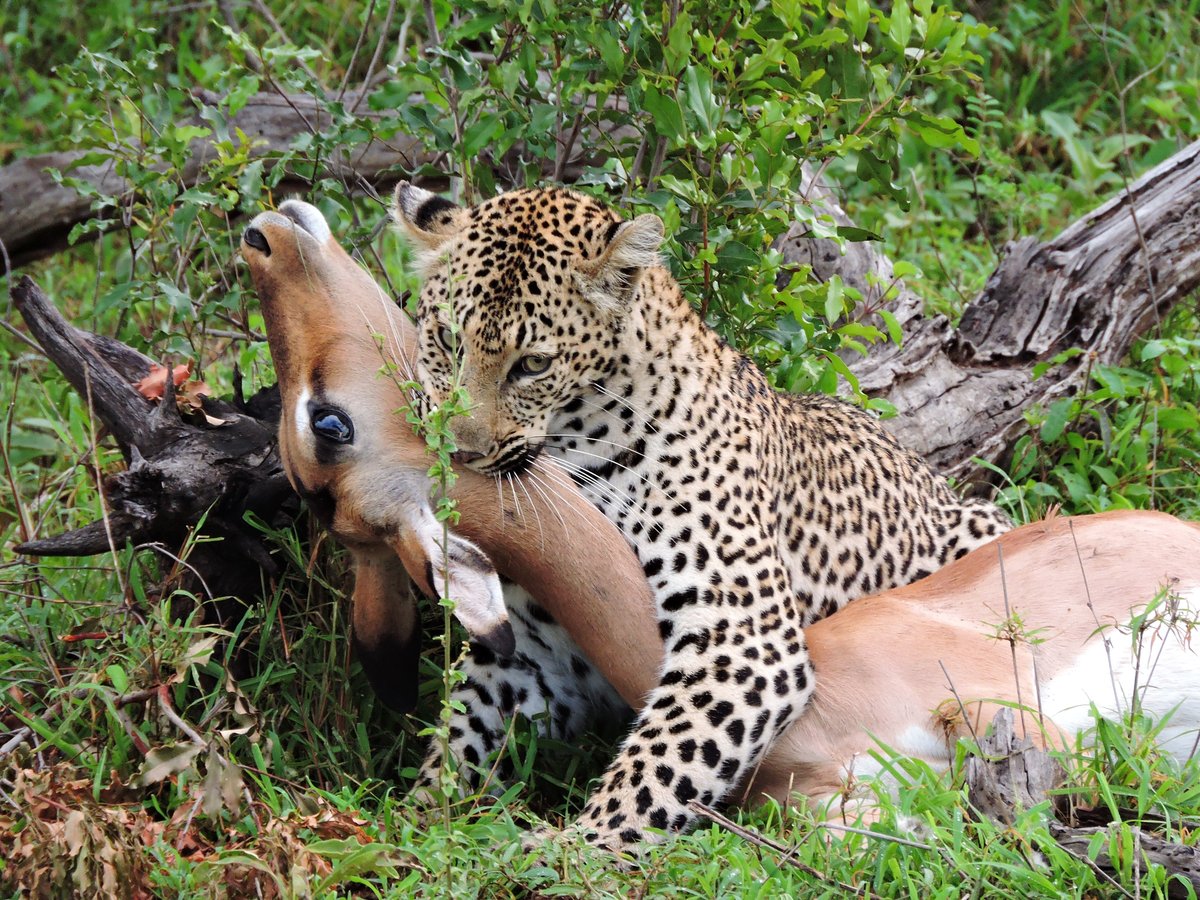 LEOPARD HILLS PRIVATE GAME RESERVE (Частный заповедник Леопард -Хиллз) -  отзывы, фото и сравнение цен - Tripadvisor