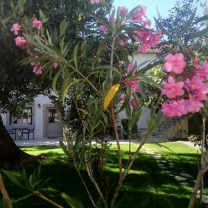 Vue du jardin du gîte les jardins d'Estriat à Vézenobres.