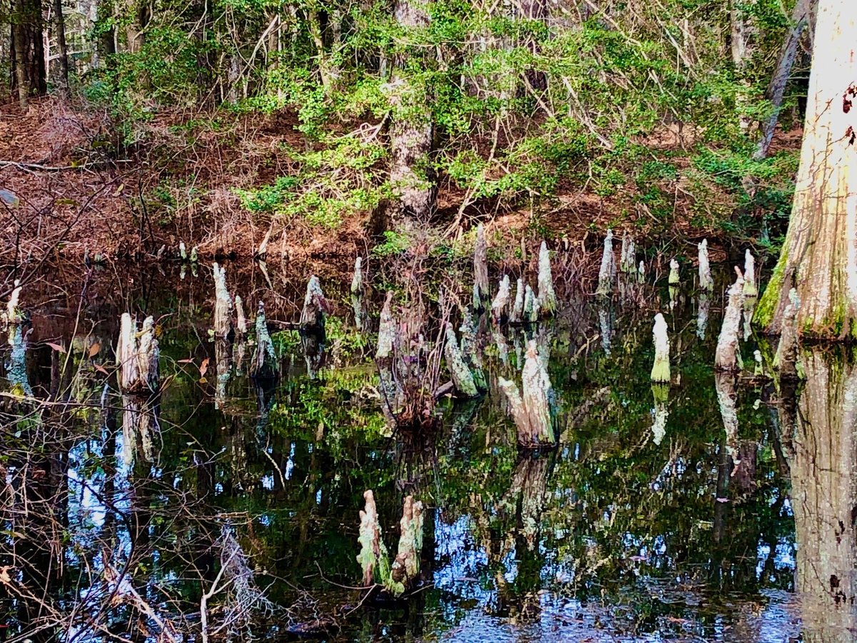 FIRST LANDING STATE PARK - Campground Reviews (Virginia Beach)