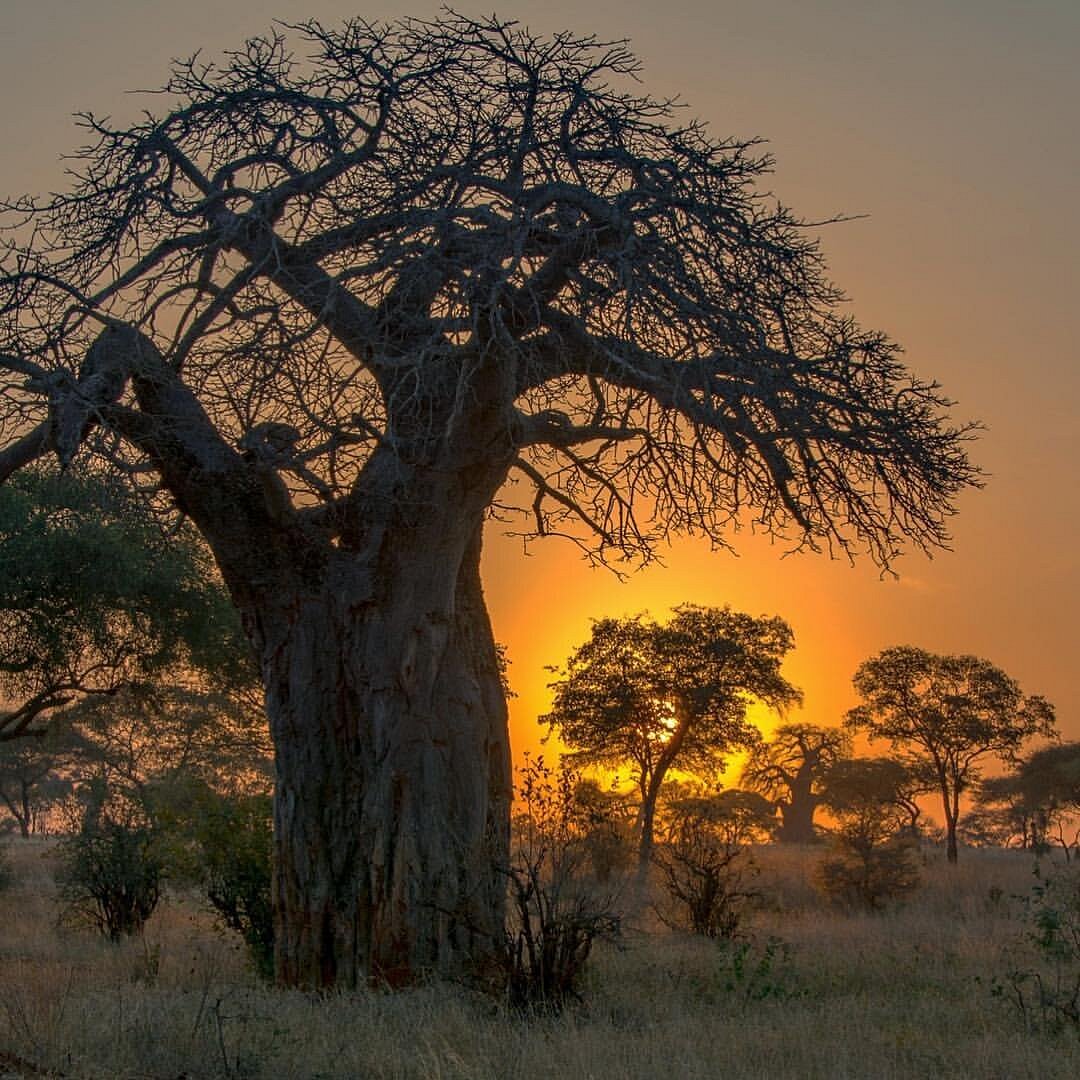 Suricata Safaris, Аруша: лучшие советы перед посещением - Tripadvisor