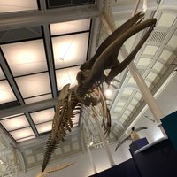 Australian Museum (Sydney) - All You Need to Know BEFORE You Go