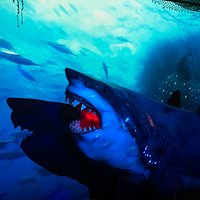 SAN LUIS OBISPO TOURS- SHARK EXHIBIT