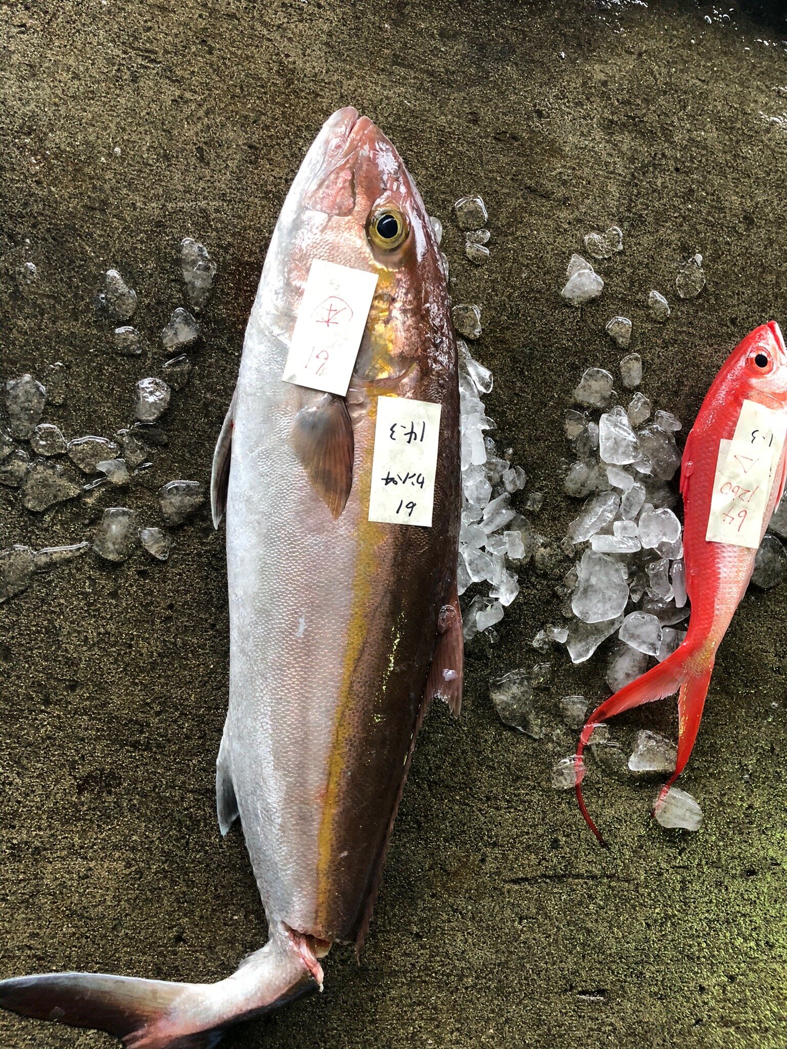 Okierabu Island Fisherman Association (Wadomari-cho) - All You Need To ...