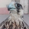 falcon