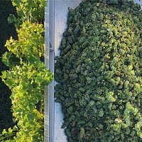 Vendemmia del Sauvignon 2020